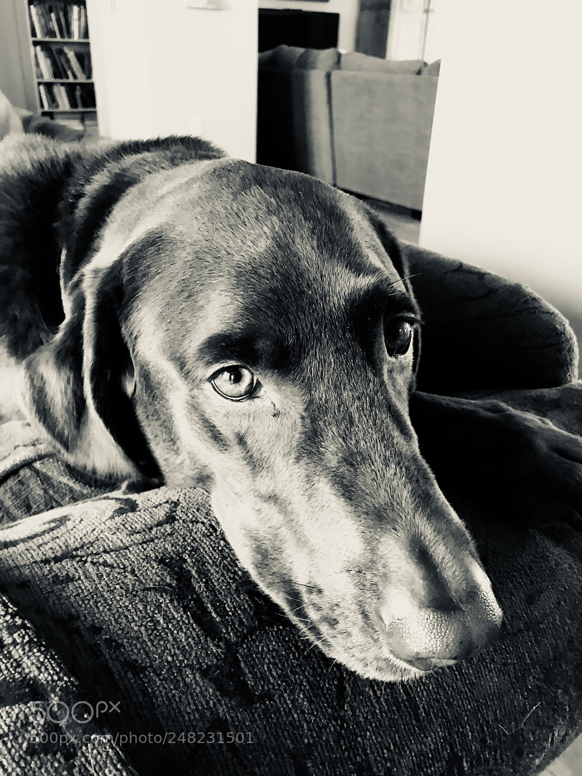Apple iPhone 7 sample photo. Black dog photography