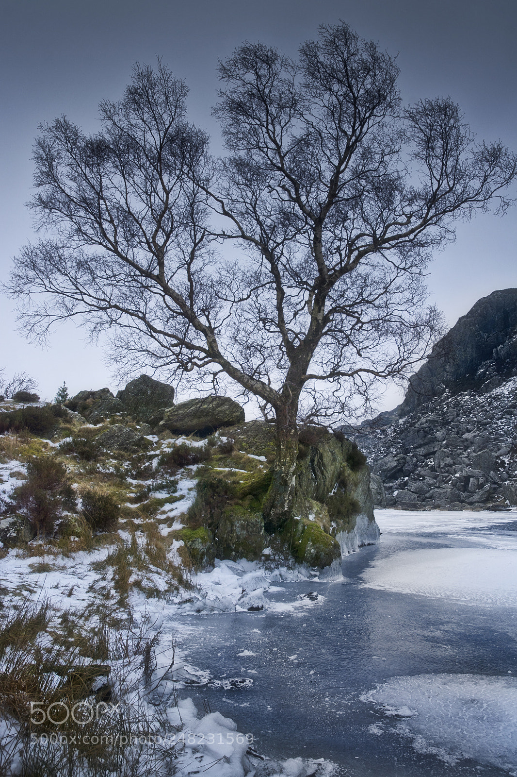 Nikon D7100 sample photo. Llyn ogwen tree photography