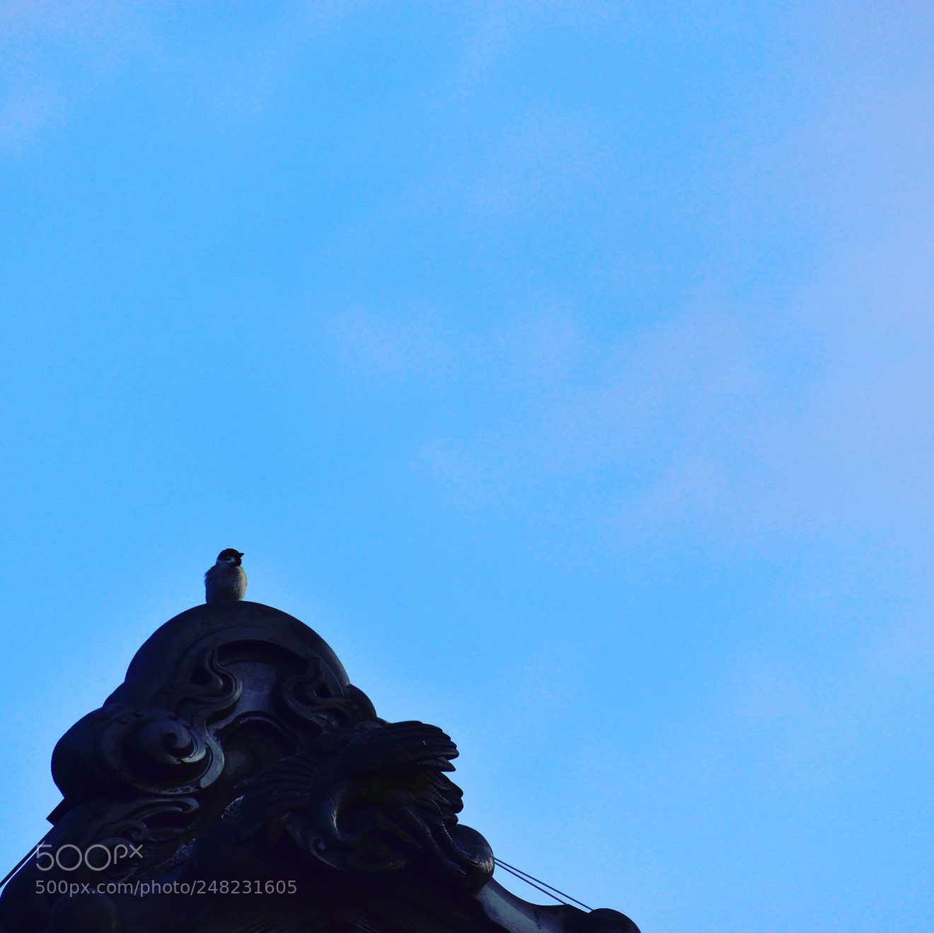 Nikon D5600 sample photo. Untitled photography