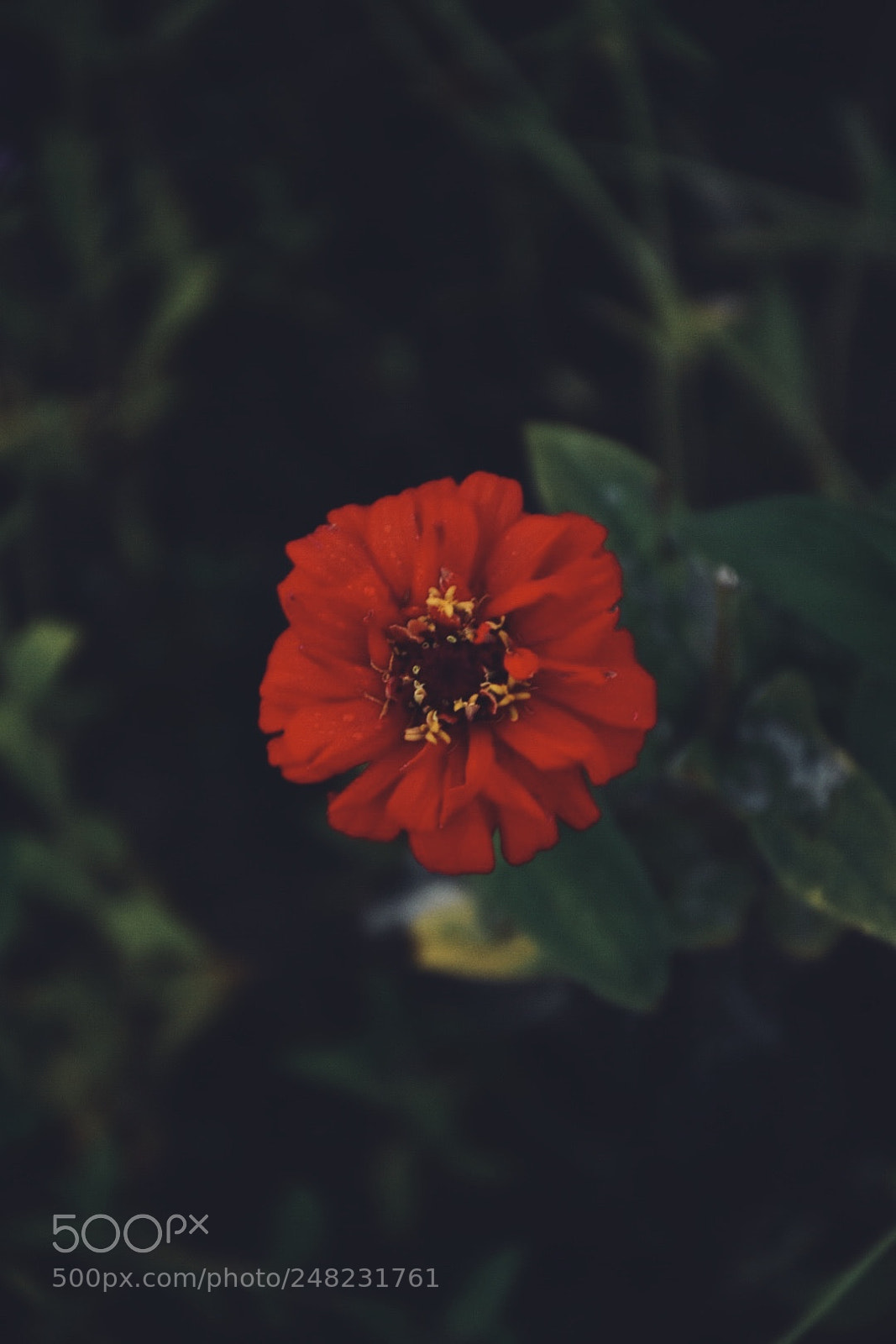 Nikon D7200 sample photo. Untitled photography