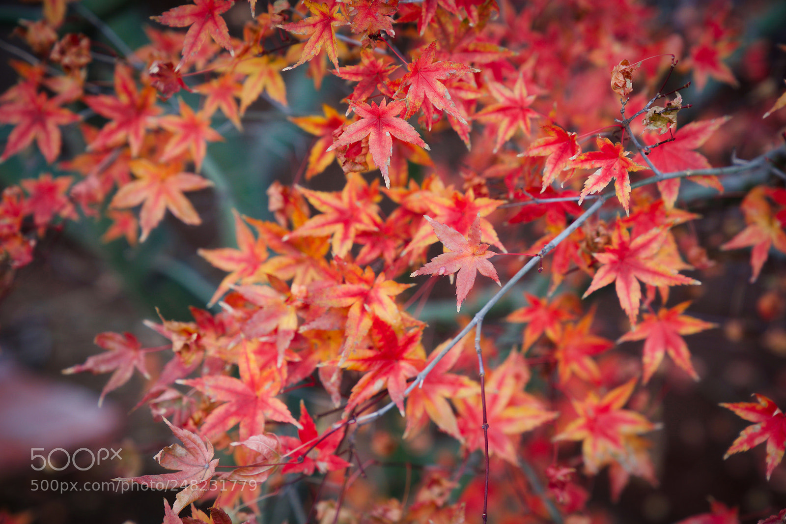 Sony a9 sample photo. Let's have some fun photography