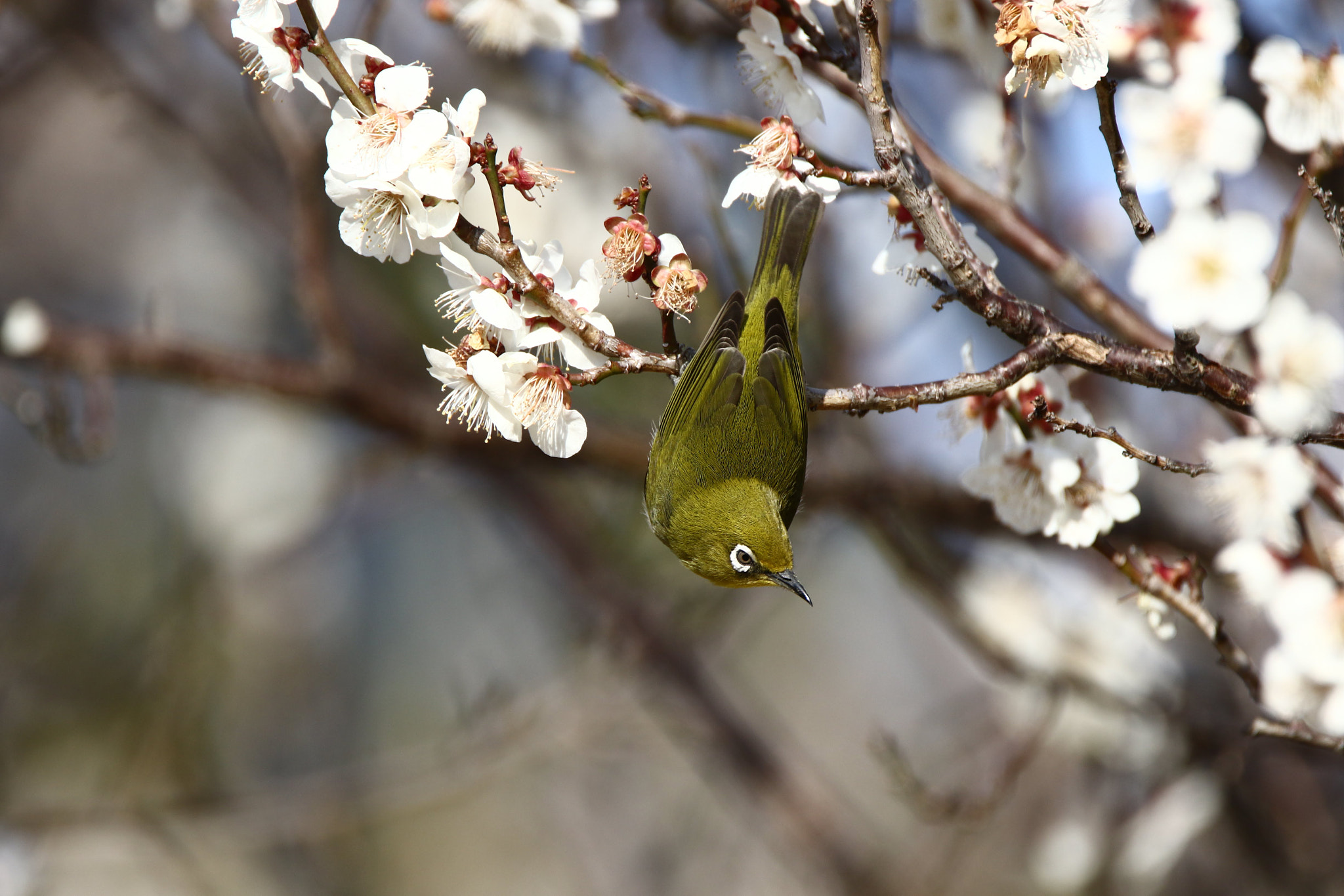 Tamron SP 150-600mm F5-6.3 Di VC USD sample photo. 次の狙いは・・・ photography