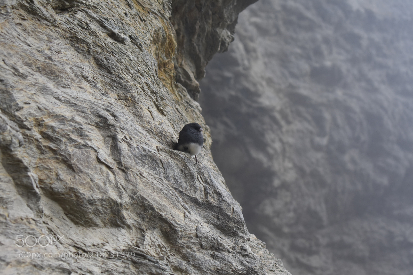 Nikon D3400 sample photo. Ledge bird photography