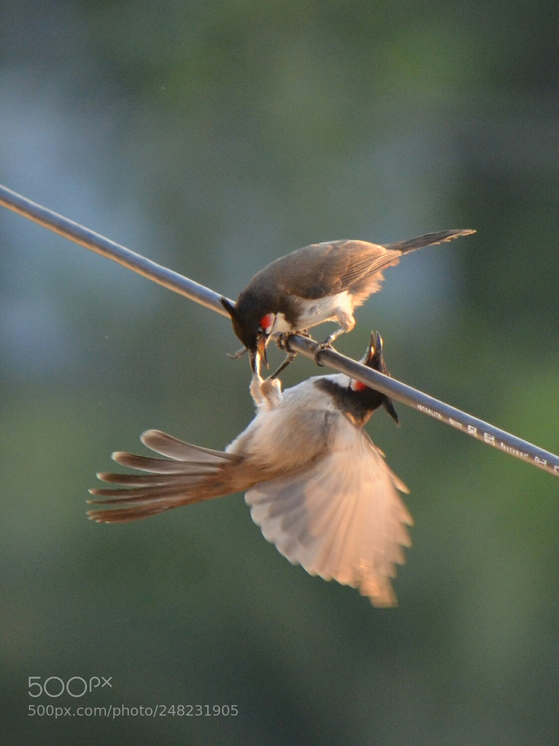 Nikon D5100 sample photo. Untitled photography
