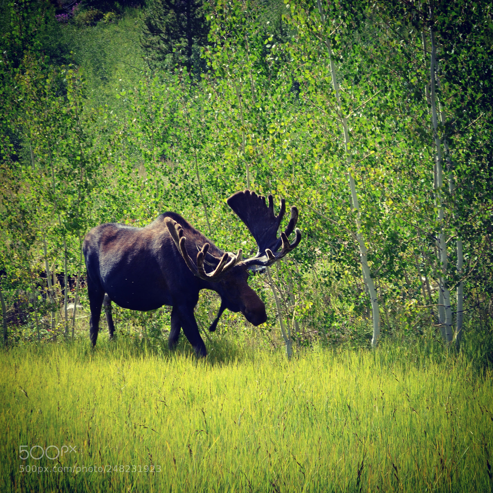 Nikon D3100 sample photo. Moose photography