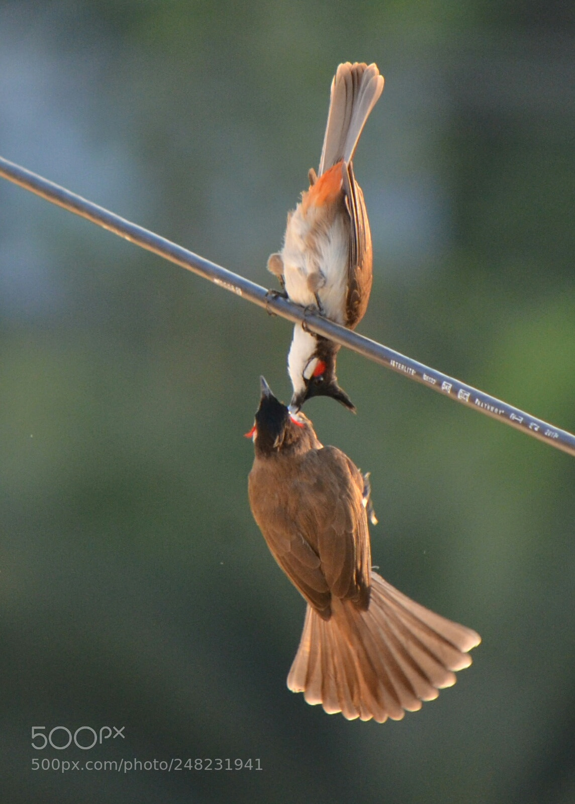 Nikon D5100 sample photo. Untitled photography