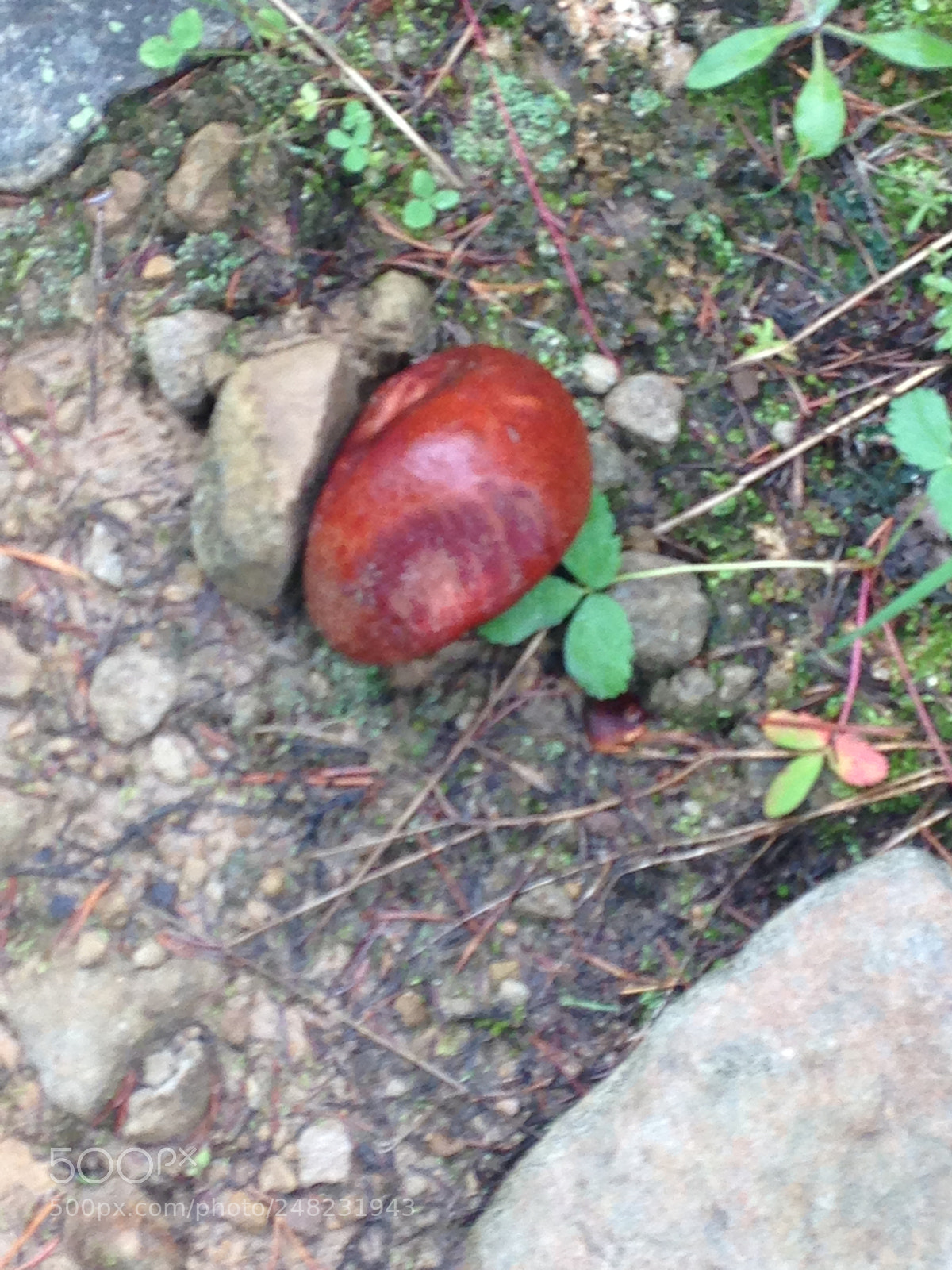 Apple iPhone 5c sample photo. Mushroom photography