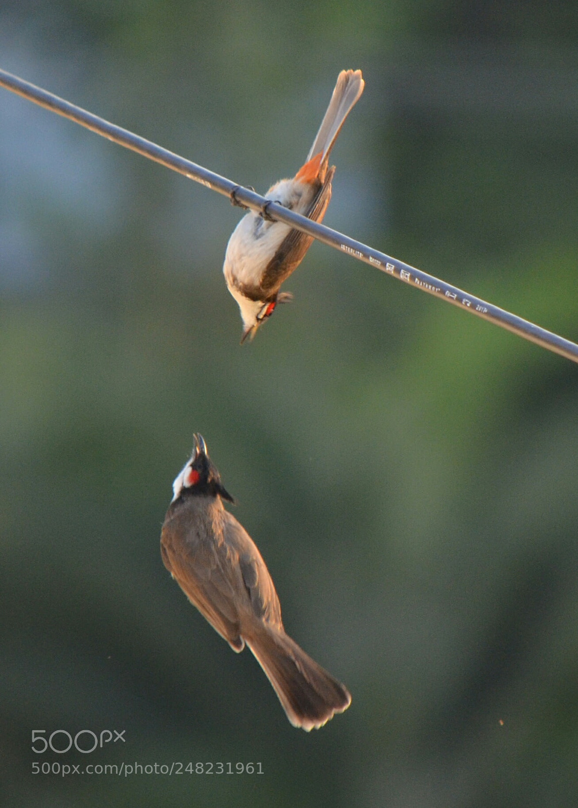 Nikon D5100 sample photo. Untitled photography