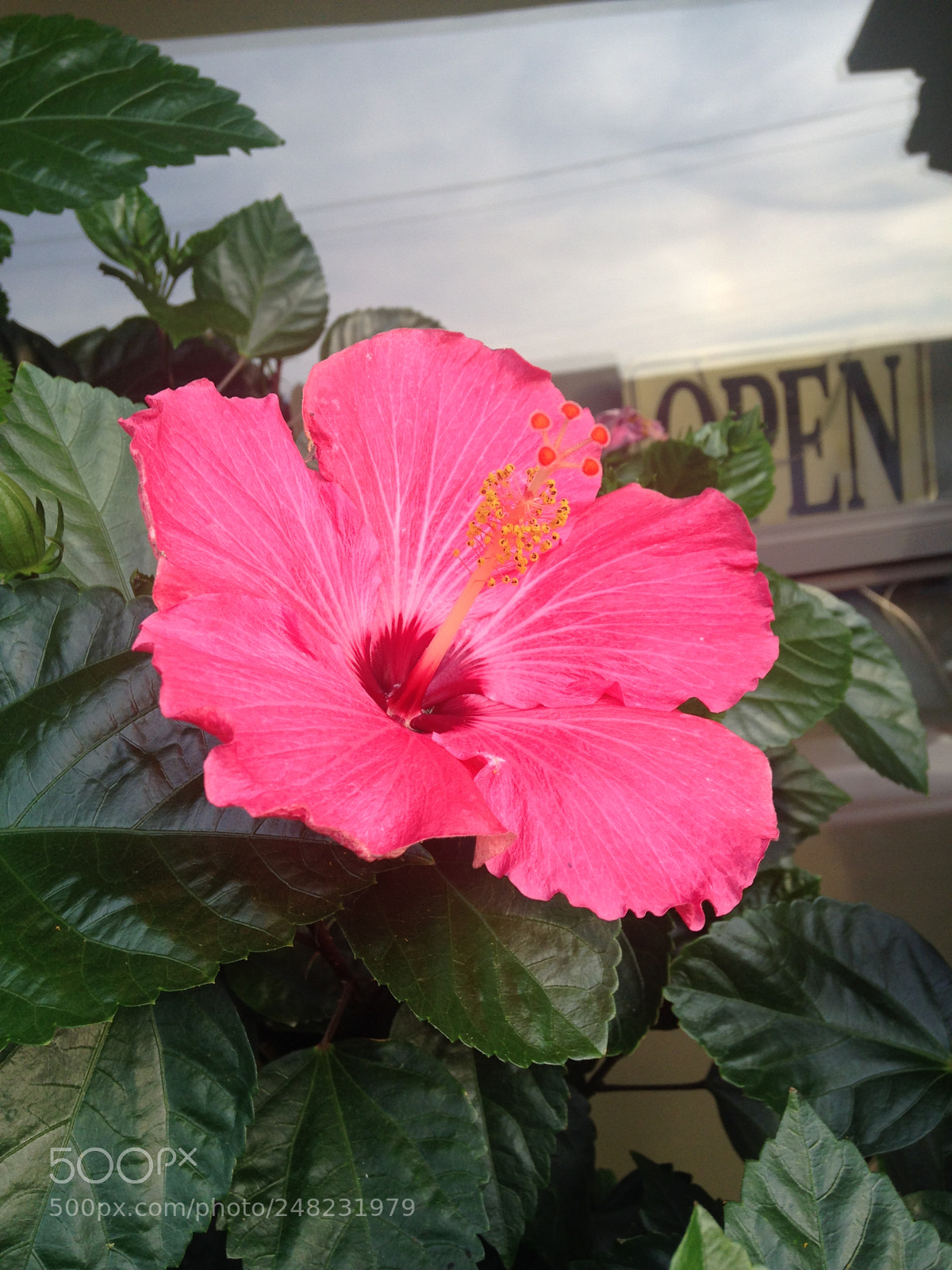 Apple iPhone 5c sample photo. Pink flower photography