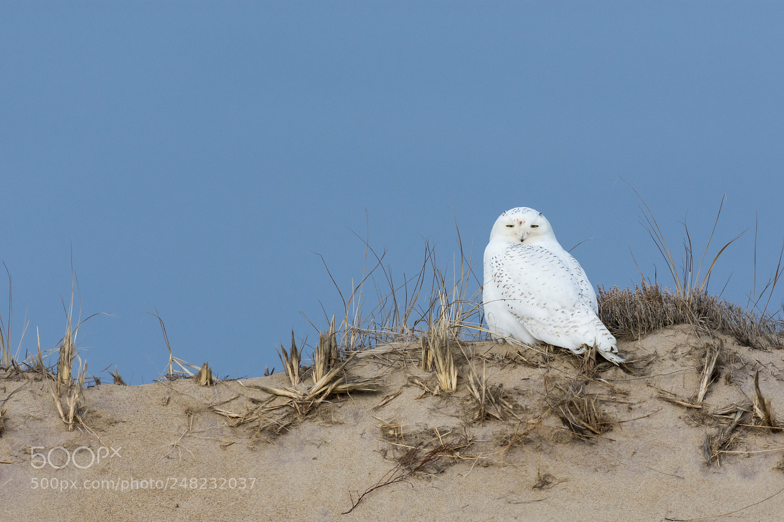 Nikon D7200 sample photo. Snowy owl at parker photography