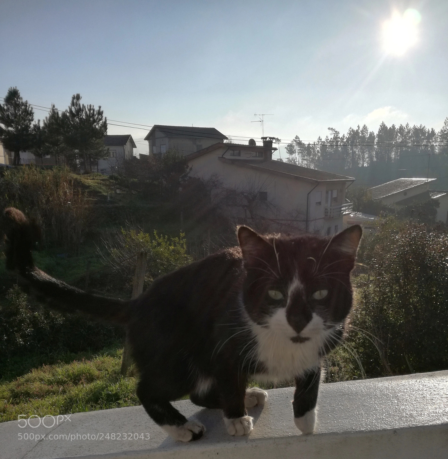 HUAWEI P9 LITE sample photo. Mostaches/bigodes photography