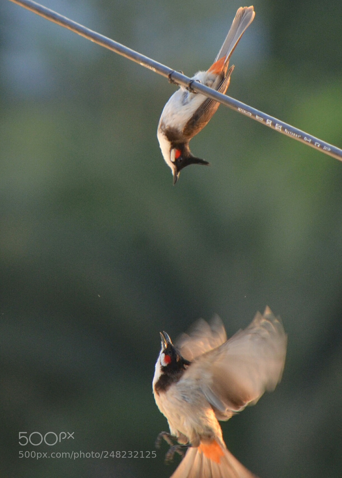 Nikon D5100 sample photo. Untitled photography