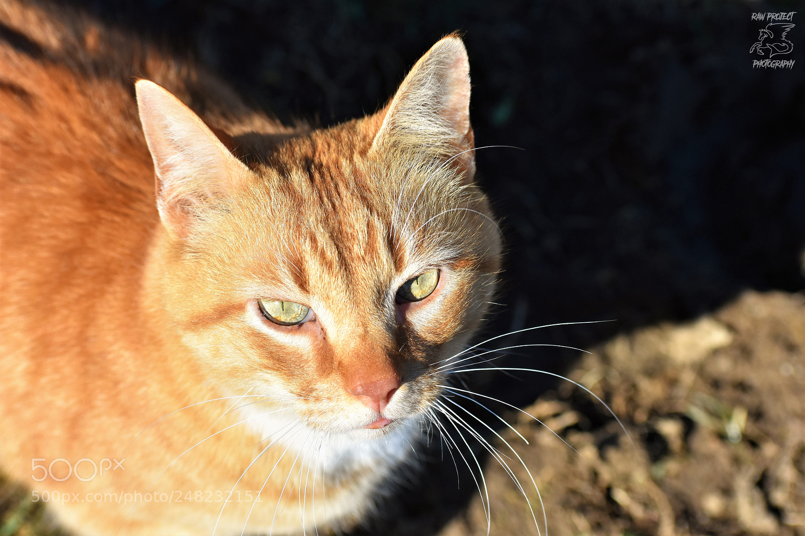 Nikon D3400 sample photo. Dsc photography