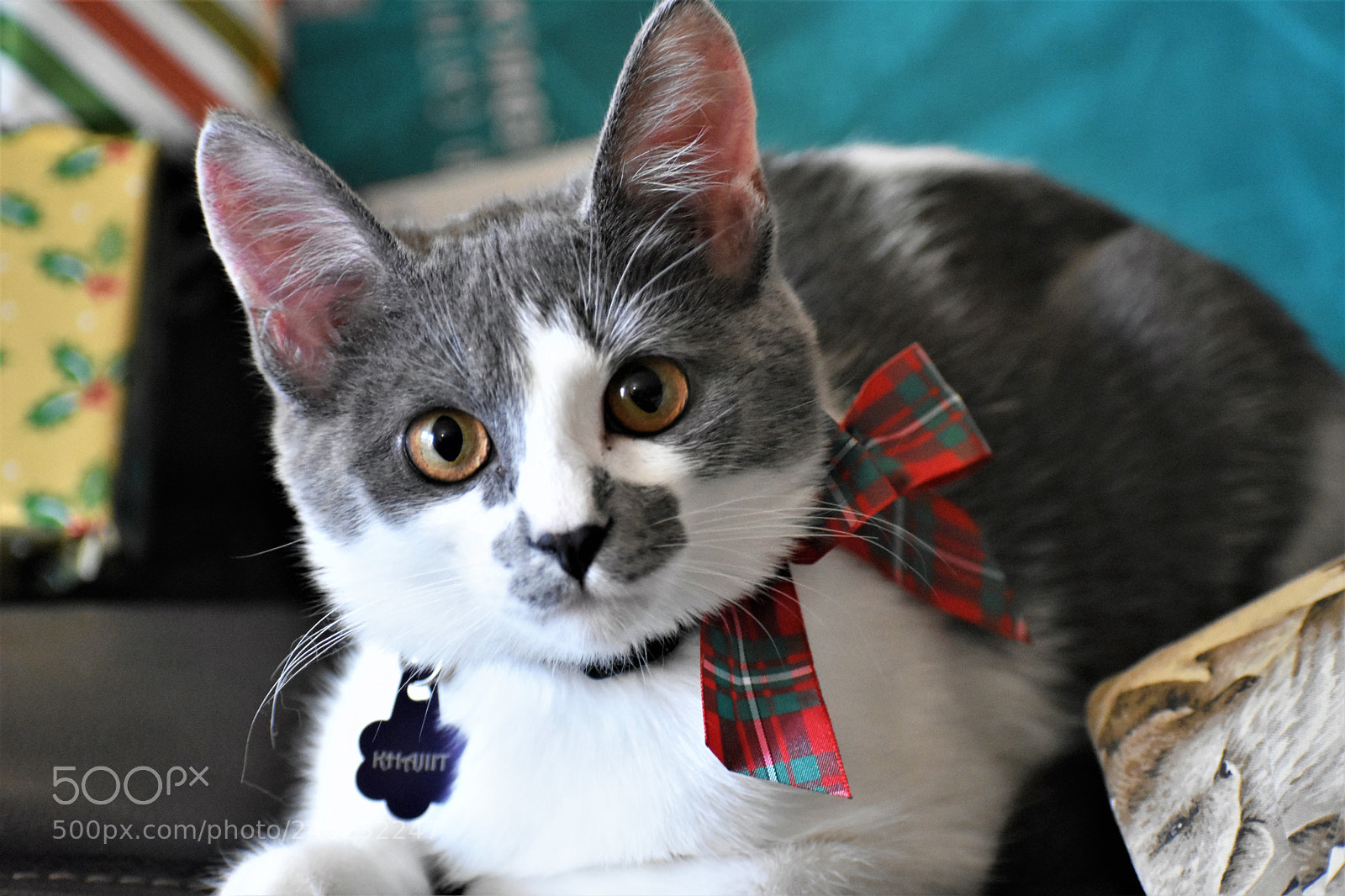 Nikon D3400 sample photo. Christmas khajiit photography