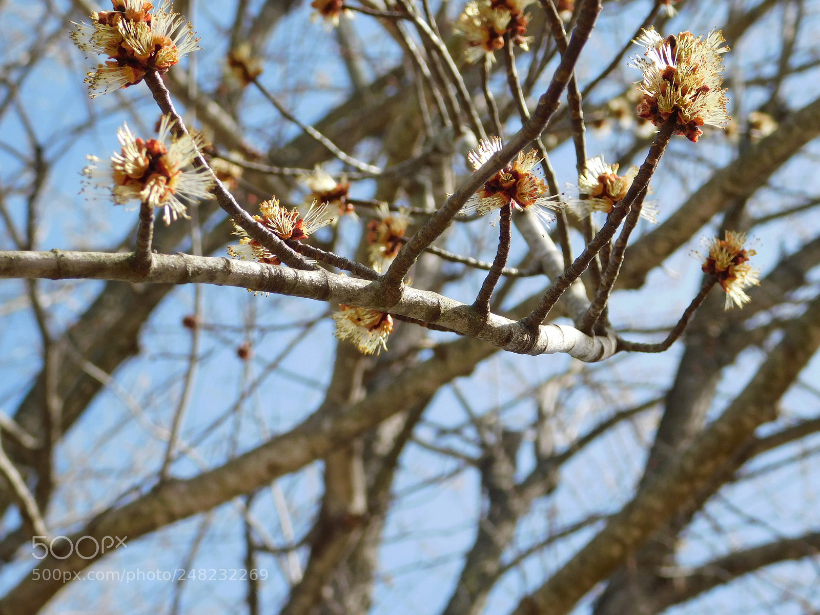 Nikon Coolpix B500 sample photo. Budding maple photography