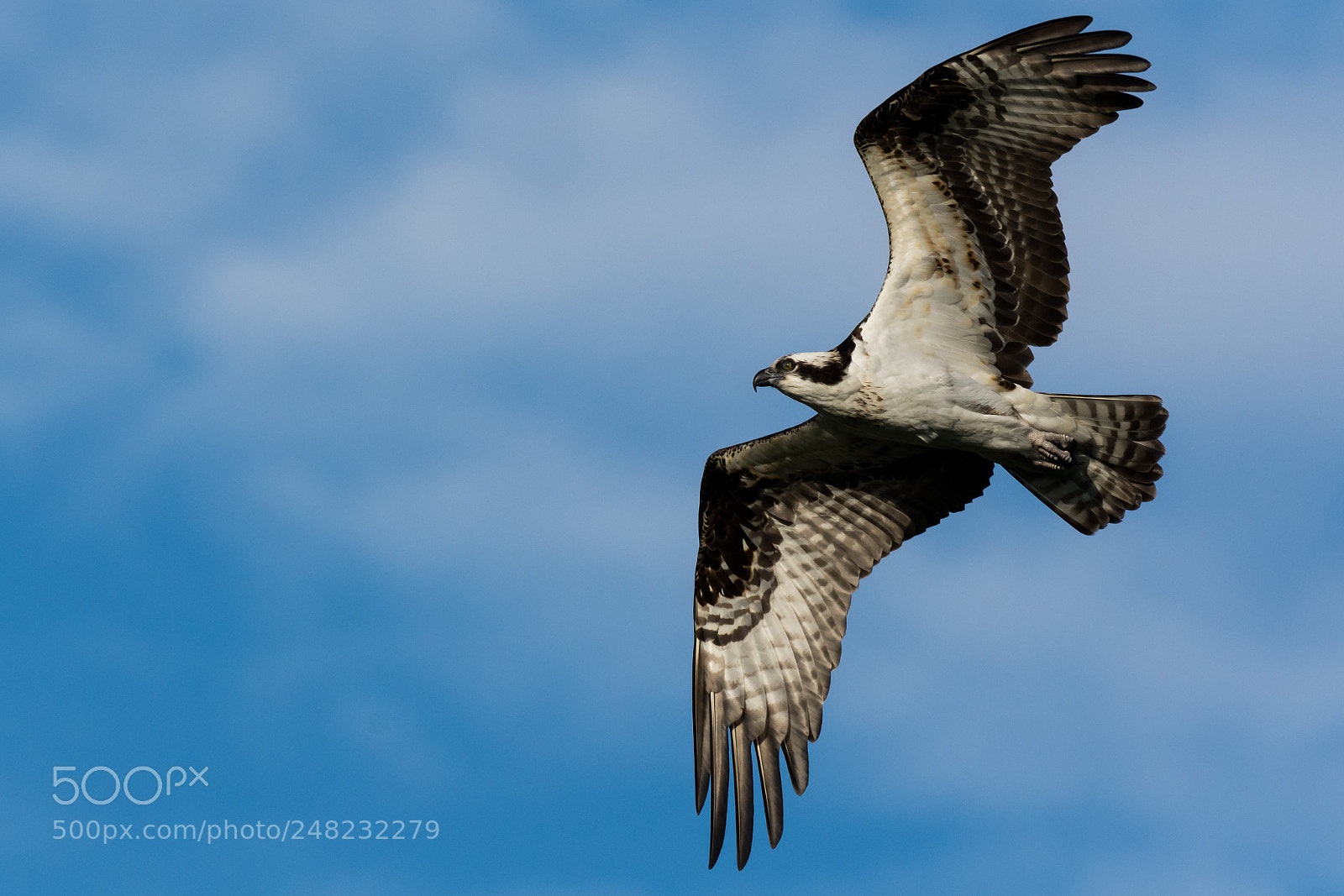 Nikon D7200 sample photo. Osprey near tampa, fl photography