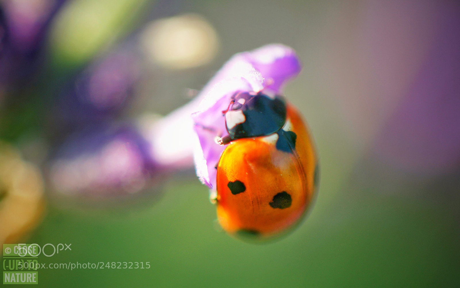 Samsung NX500 sample photo. Coccinelle photography