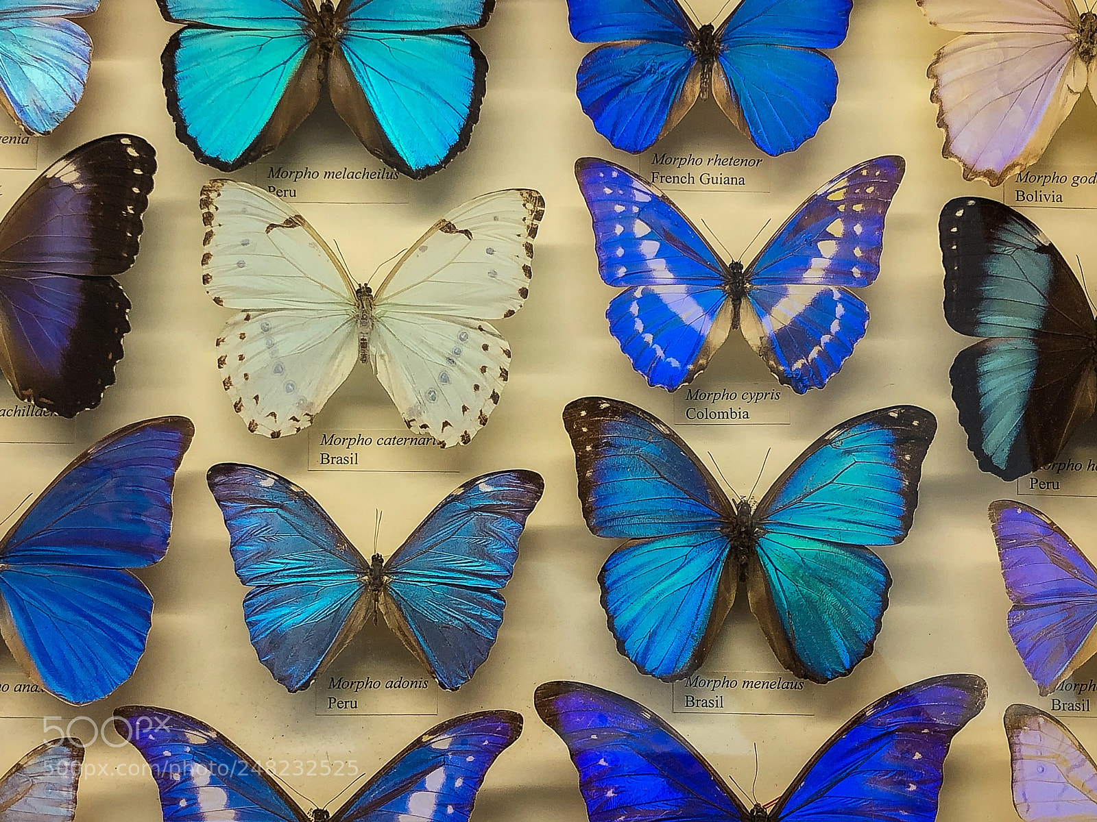 Apple iPhone X sample photo. Butterflies photography