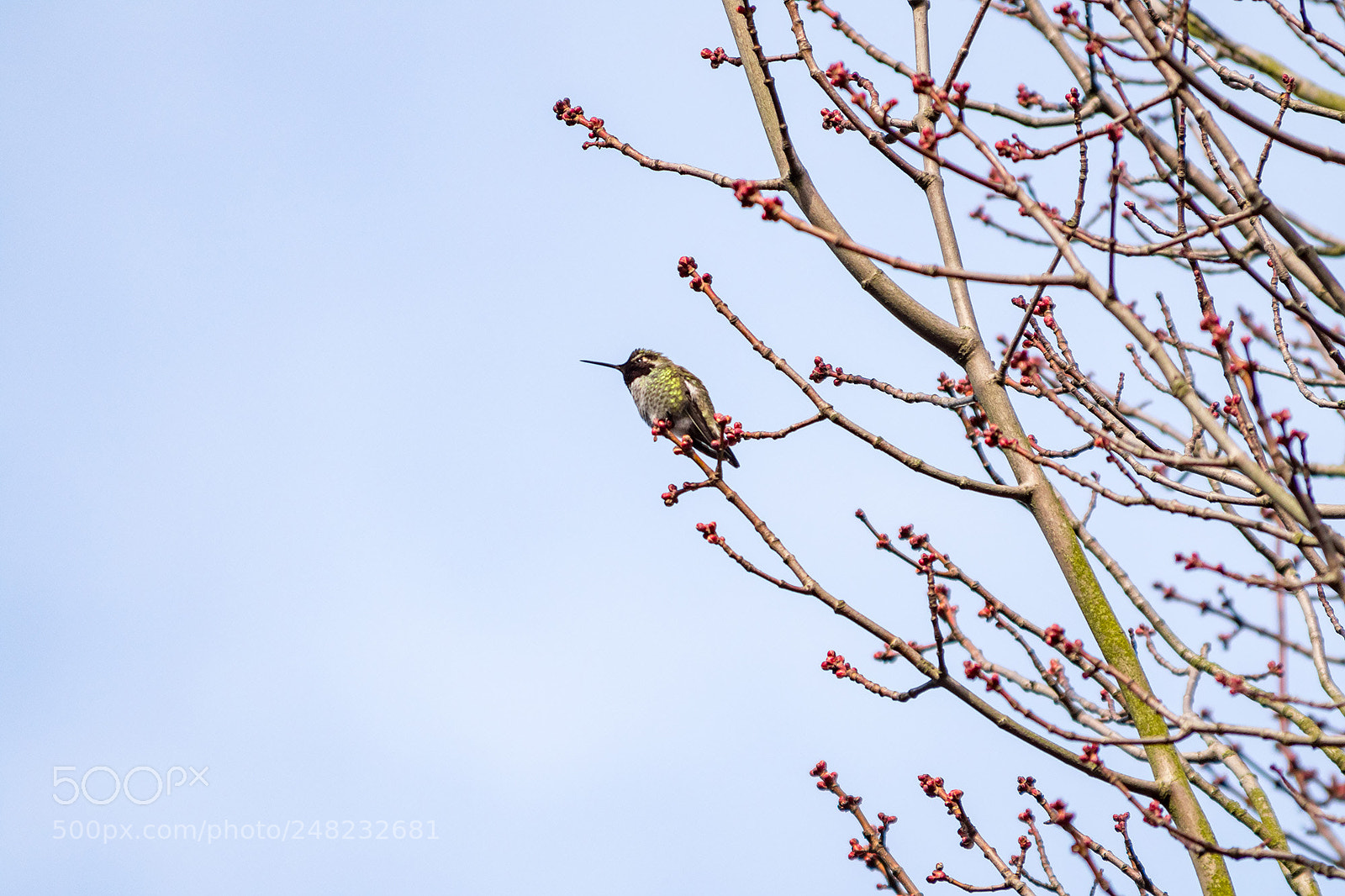 Nikon 1 J5 sample photo. Hummingbird photography