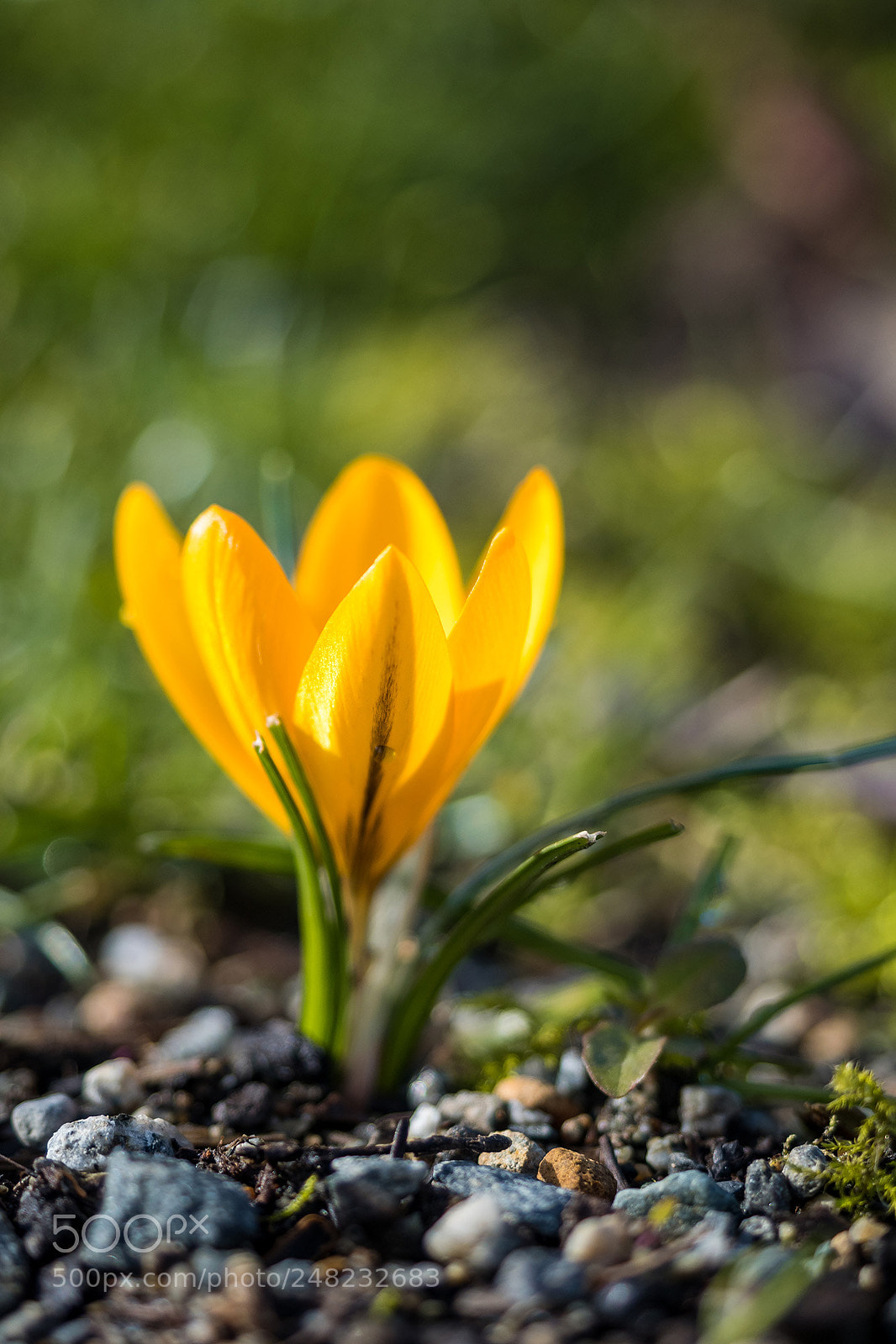 Olympus OM-D E-M5 II sample photo. Yellow crocus photography