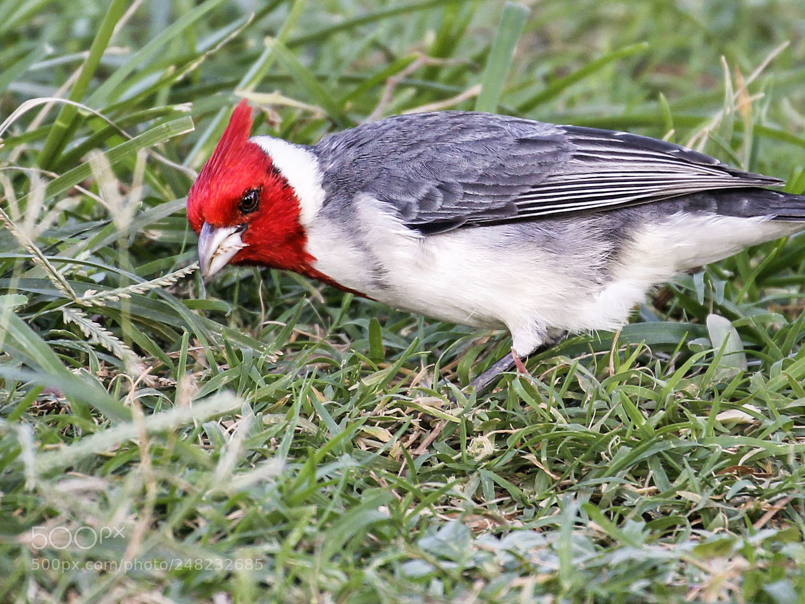 Canon EOS 550D (EOS Rebel T2i / EOS Kiss X4) sample photo. Northern cardinal photography