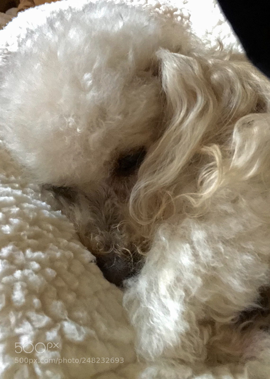 Apple iPhone 8 Plus sample photo. Poodle on matching sheepskin photography