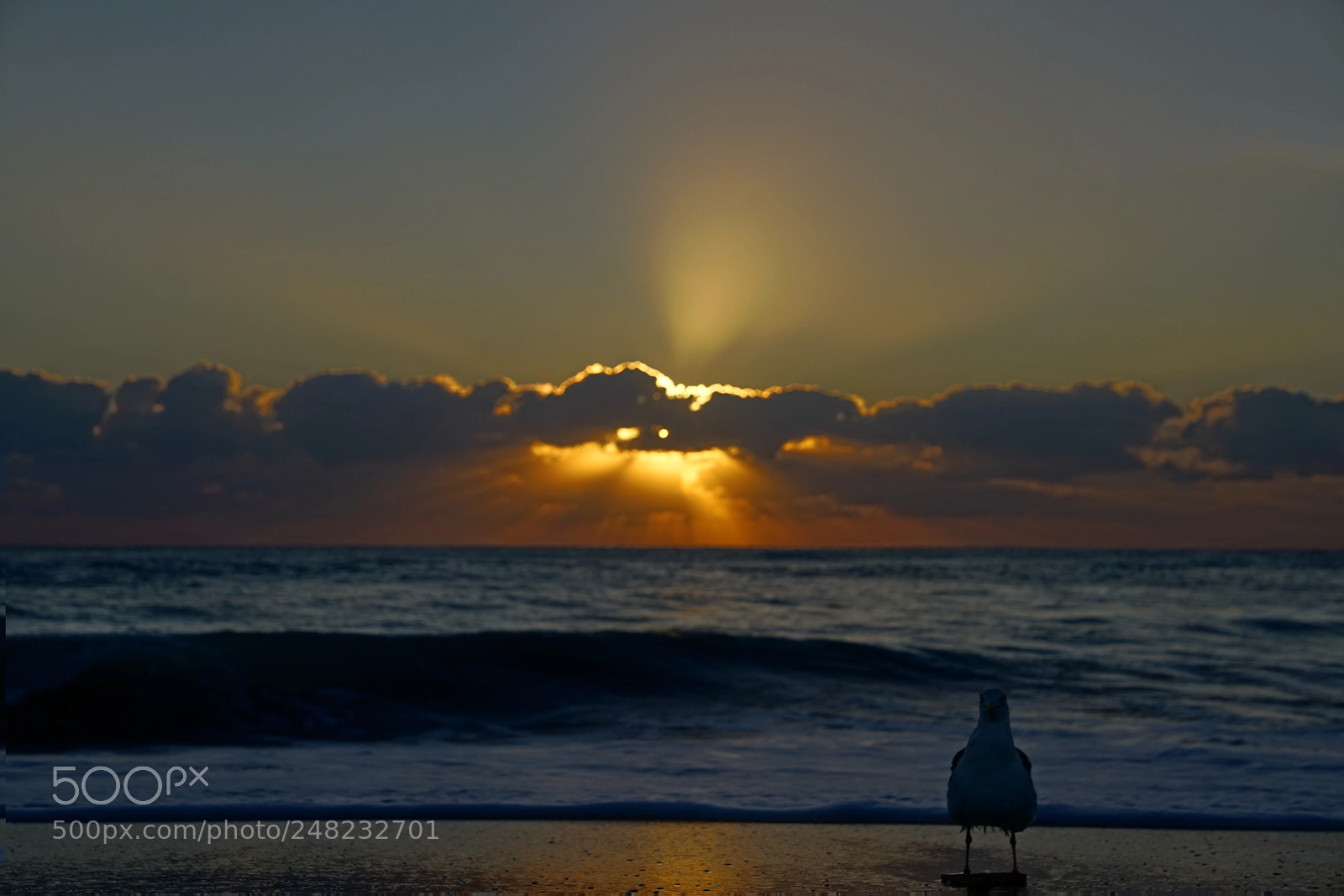 Sony a7R II sample photo. Good morning hollywood beach photography