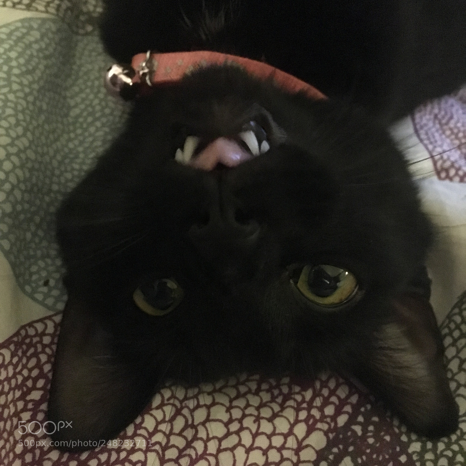 Apple iPhone 6s sample photo. Bat-cat photography