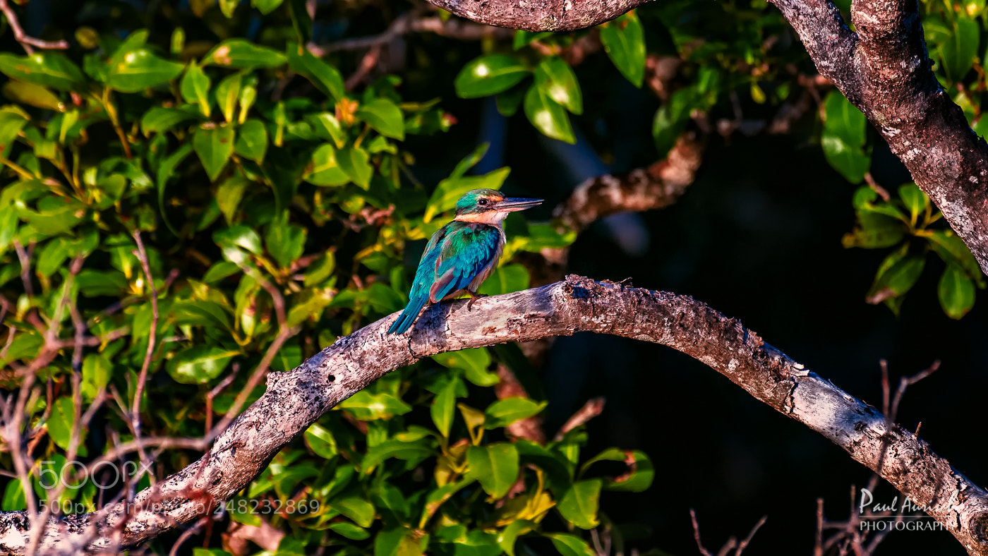 Nikon D500 sample photo. Sacred kingfisher photography