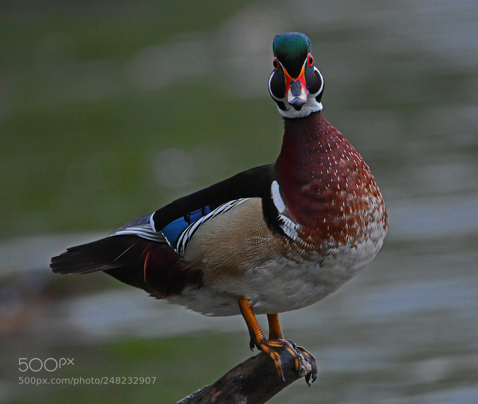 Nikon D500 sample photo. Wood duck photography