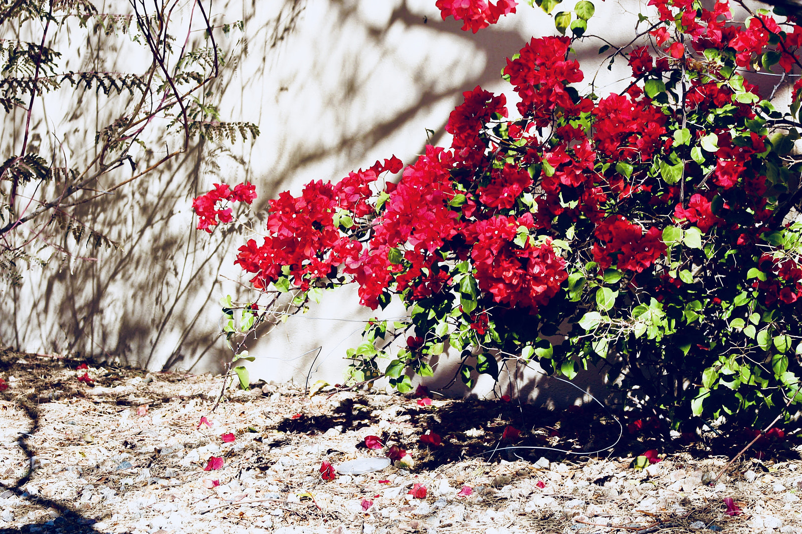 Canon EOS 600D (Rebel EOS T3i / EOS Kiss X5) sample photo. Bougainvillea photography
