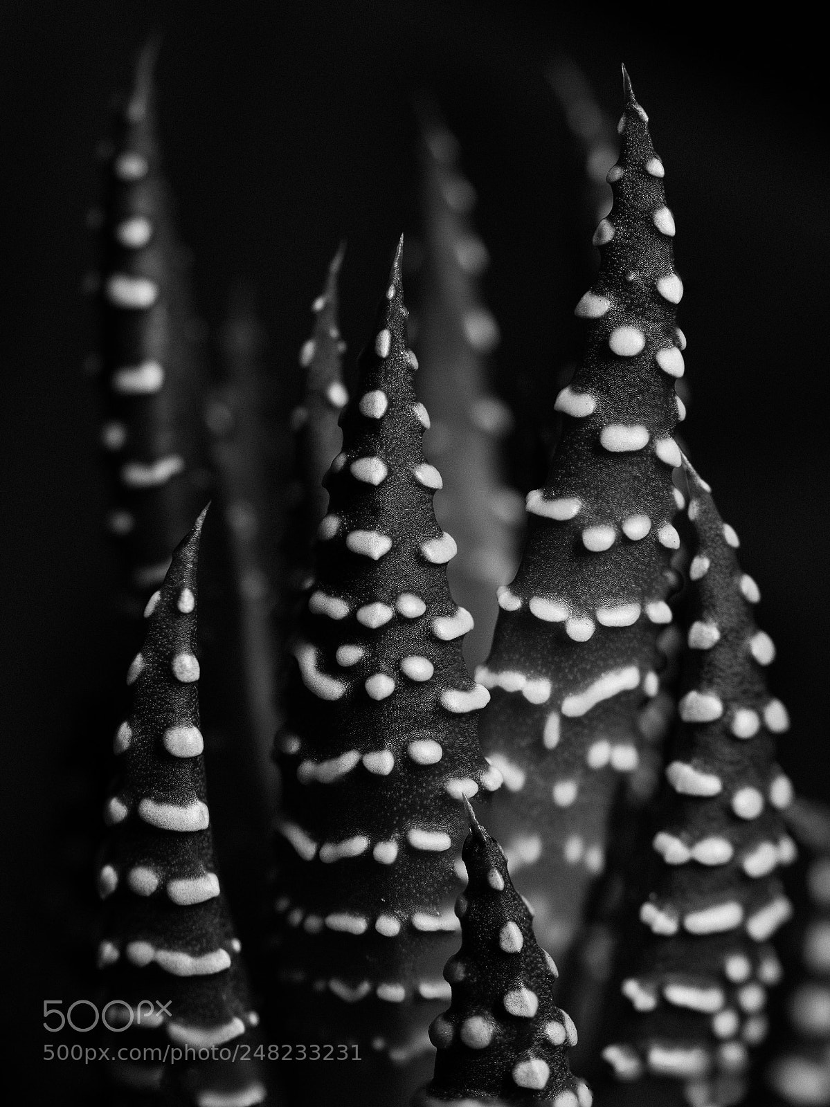 Olympus OM-D E-M1 sample photo. 62/365 photography