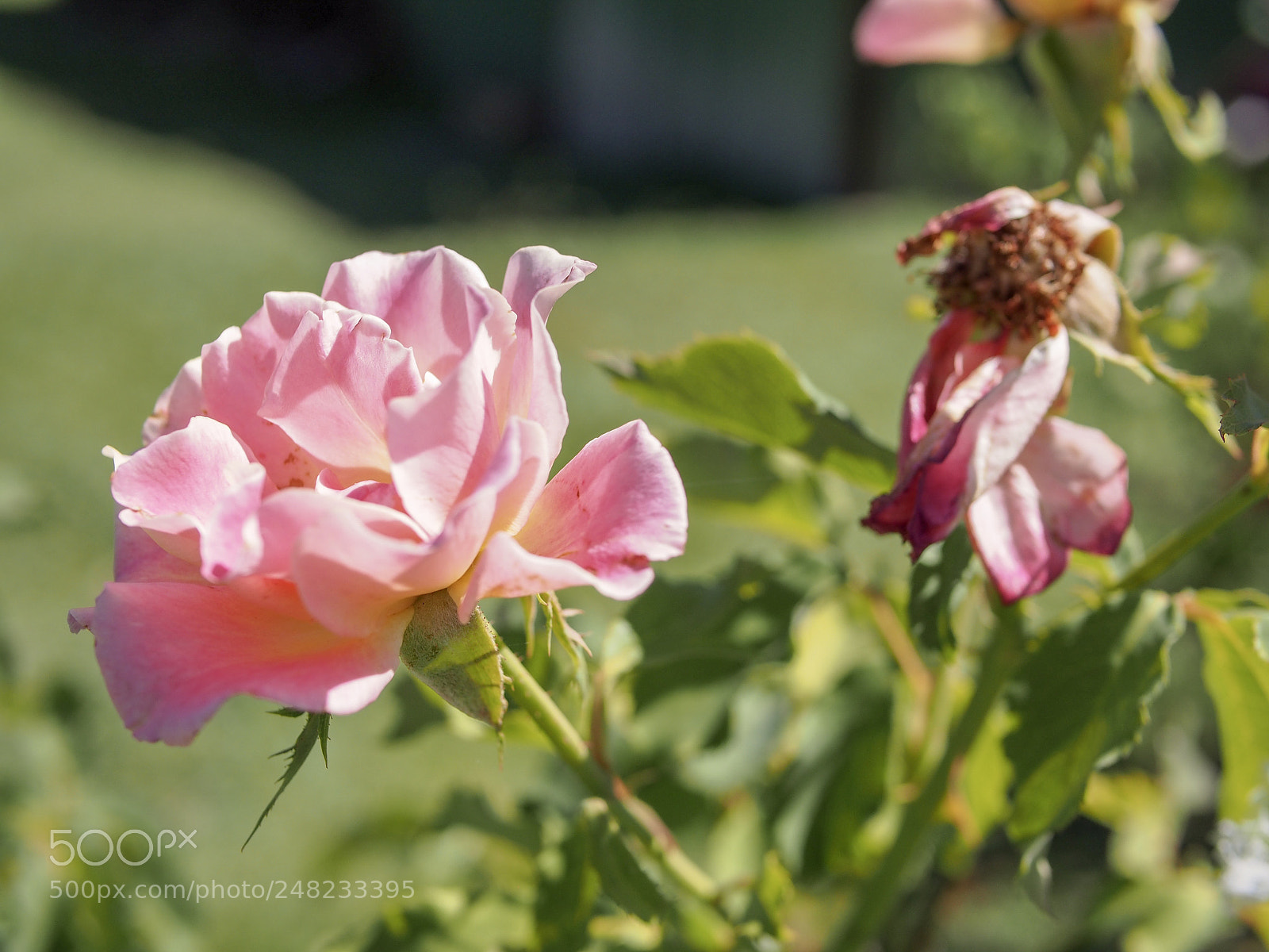 Olympus PEN E-PL5 sample photo. Bloom and decay photography