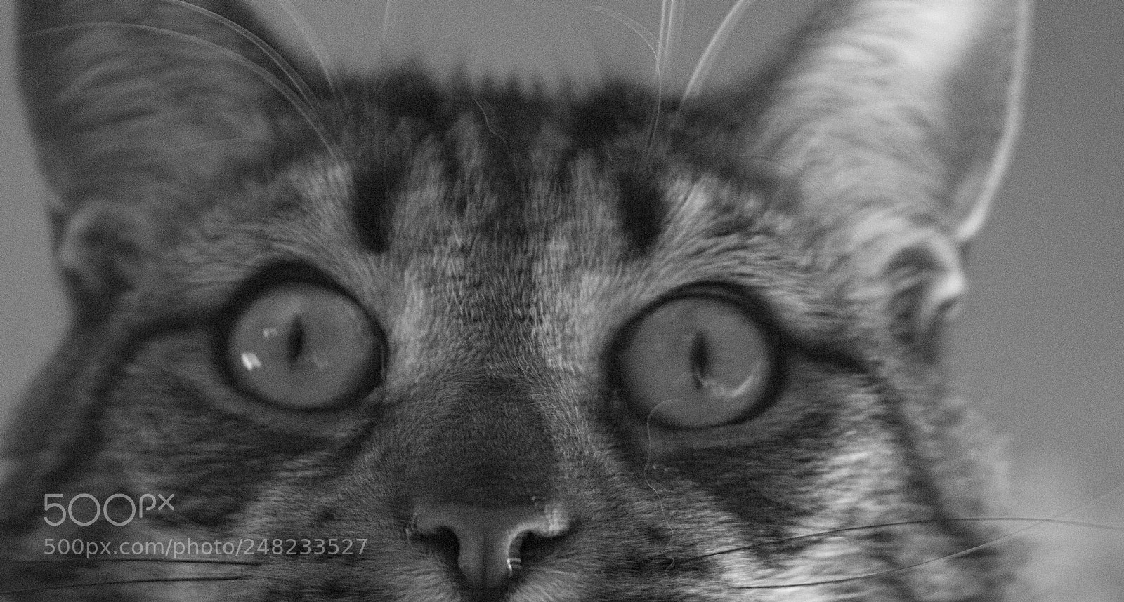 Canon EOS 1100D (EOS Rebel T3 / EOS Kiss X50) sample photo. Eyes photography