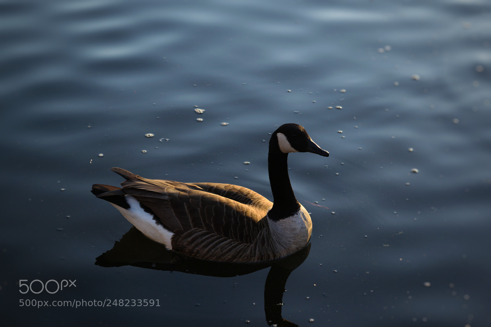 Nikon D5300 sample photo. Water ducki photography