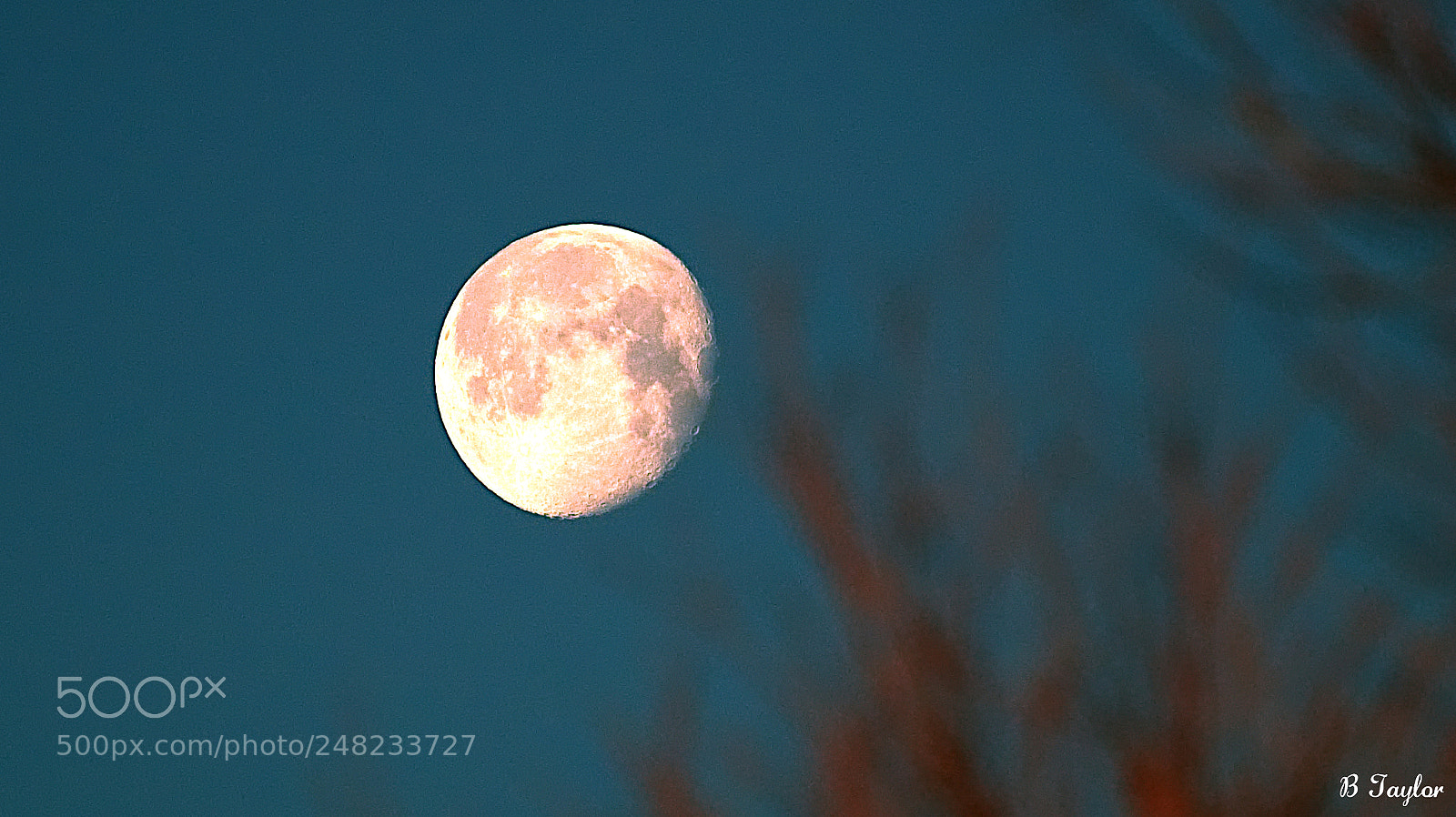 Sony SLT-A57 sample photo. Tree edge moon photography