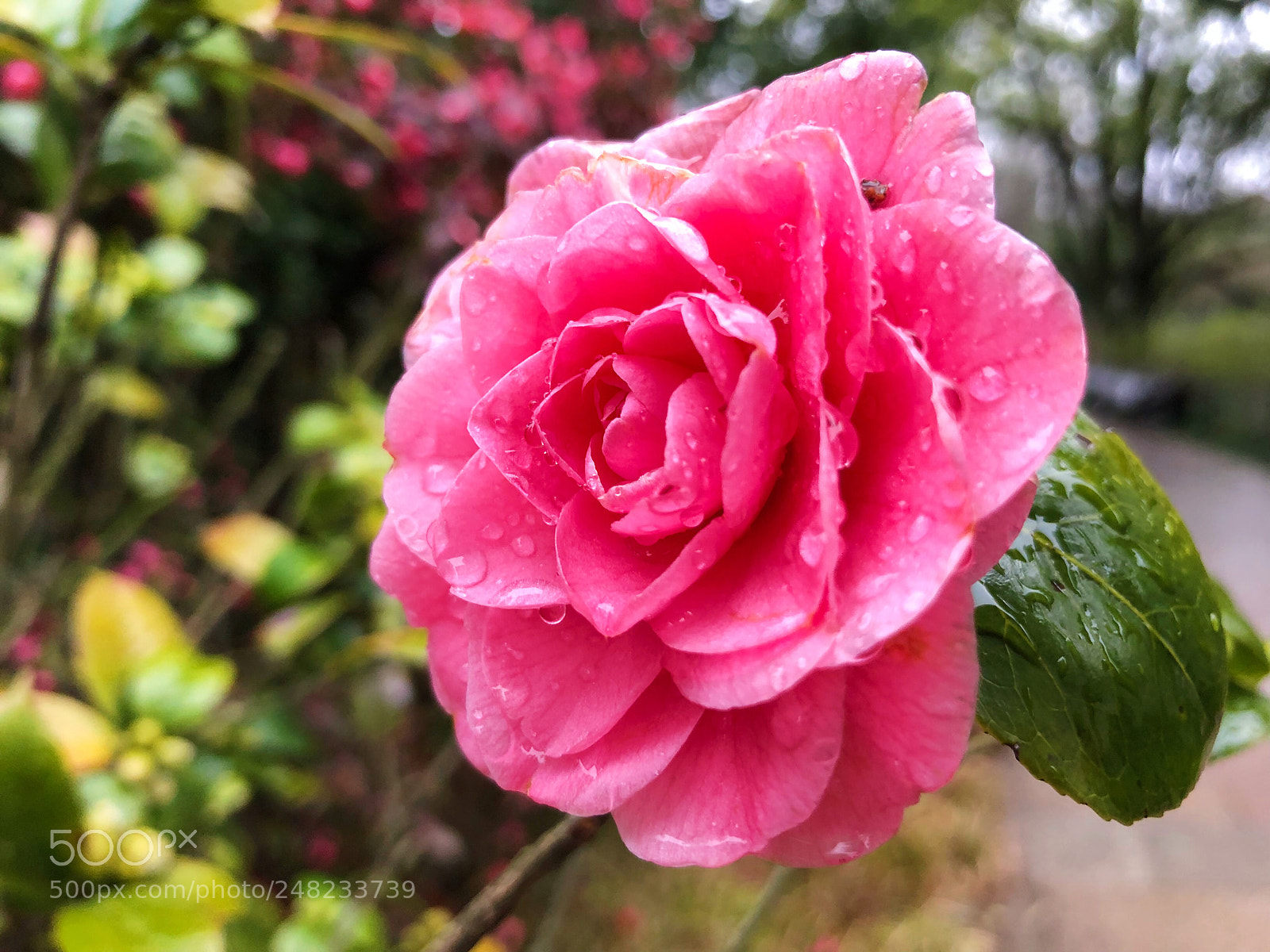 Apple iPhone X sample photo. Untitled photography