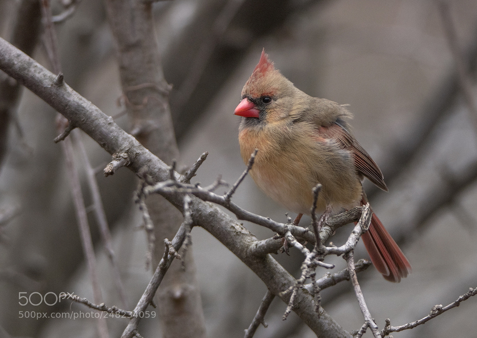 Canon EOS 80D sample photo. Cardinal female pale winter photography