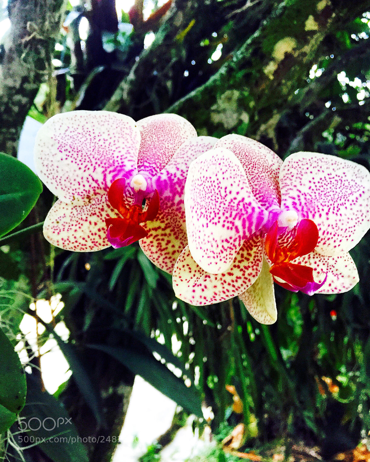 Apple iPhone 6 sample photo. Orquideas silvestres panamá photography