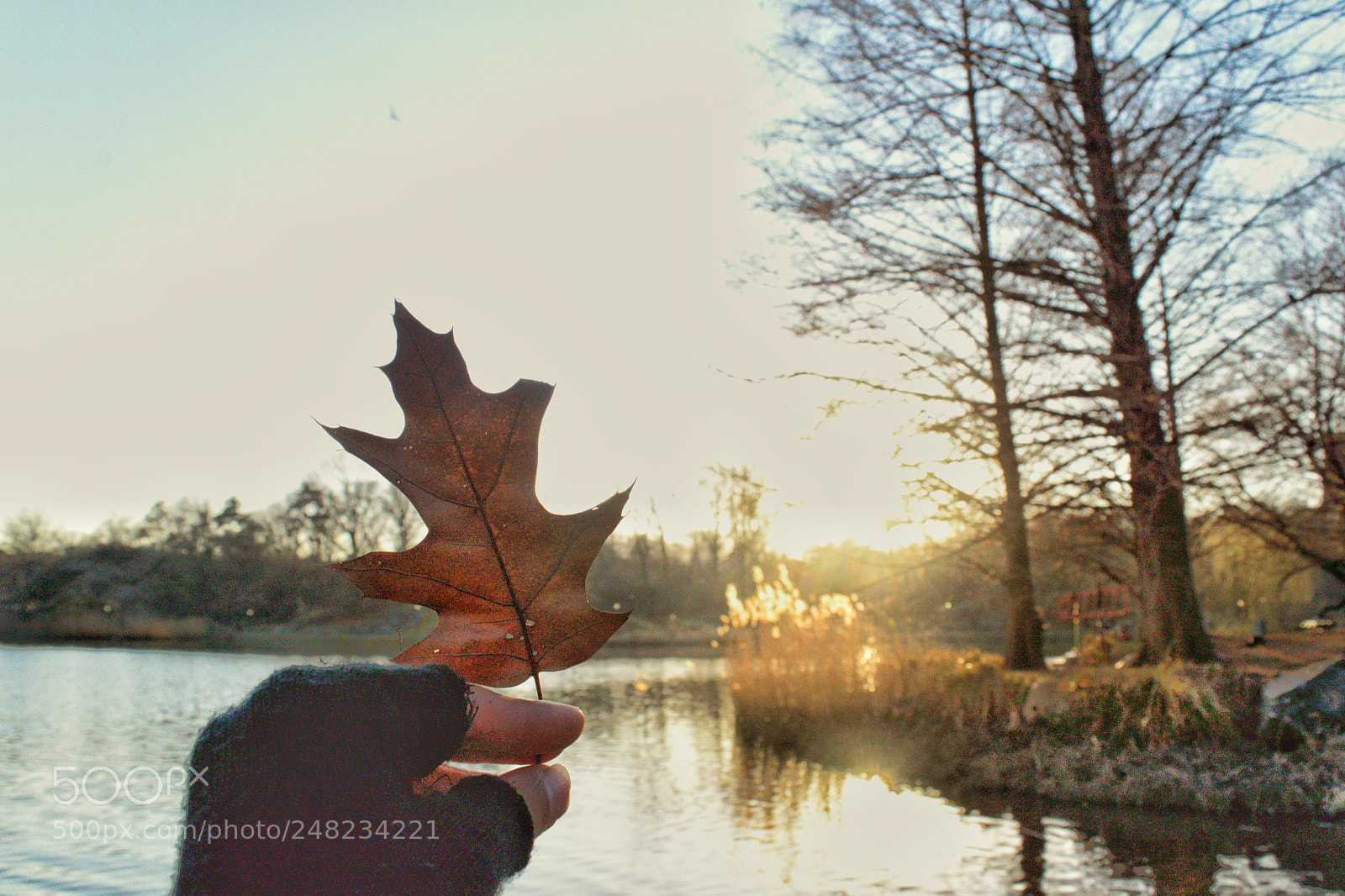 Nikon D5300 sample photo. A sun leaf . photography