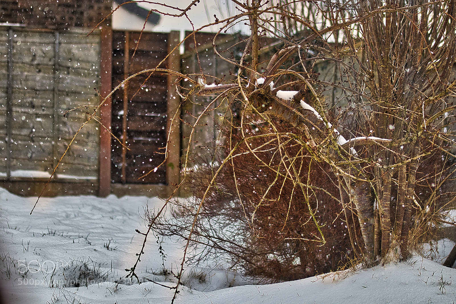 Canon EOS M5 sample photo. Cold cherry photography