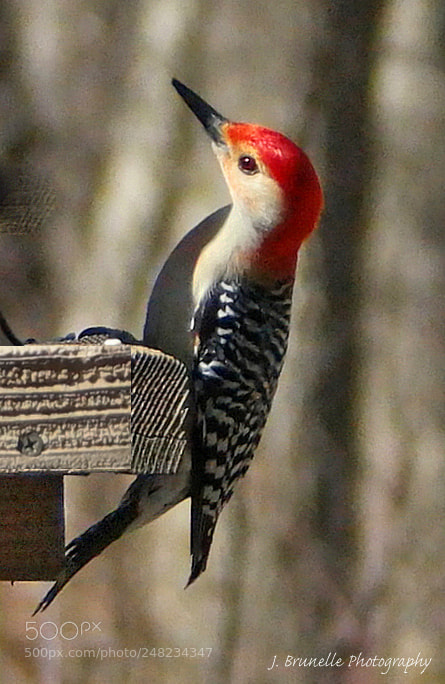 Samsung NX500 sample photo. Woodpecker 2 march 4 photography