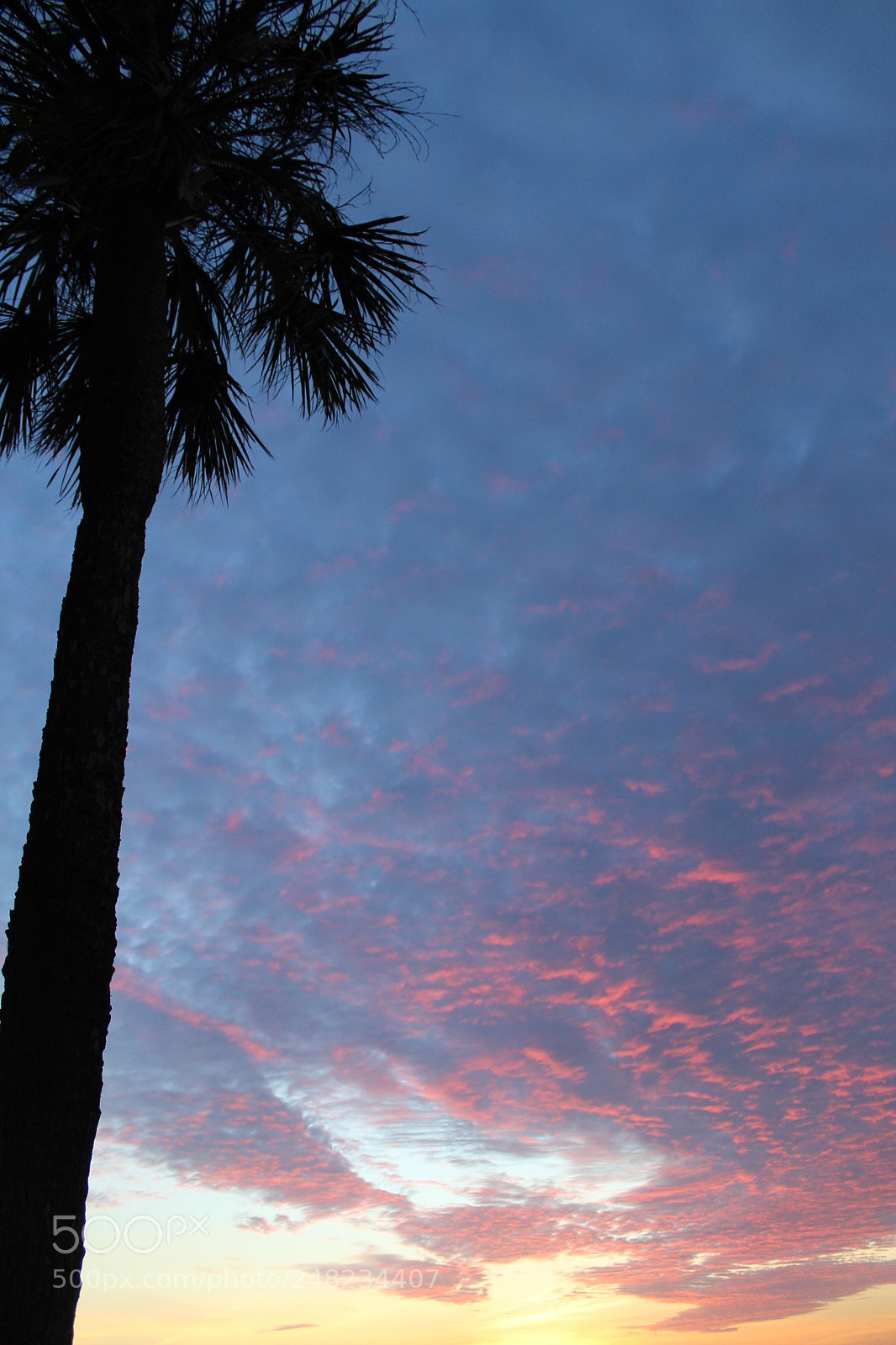 Canon EOS 1200D (EOS Rebel T5 / EOS Kiss X70 / EOS Hi) sample photo. Pink sky palm photography