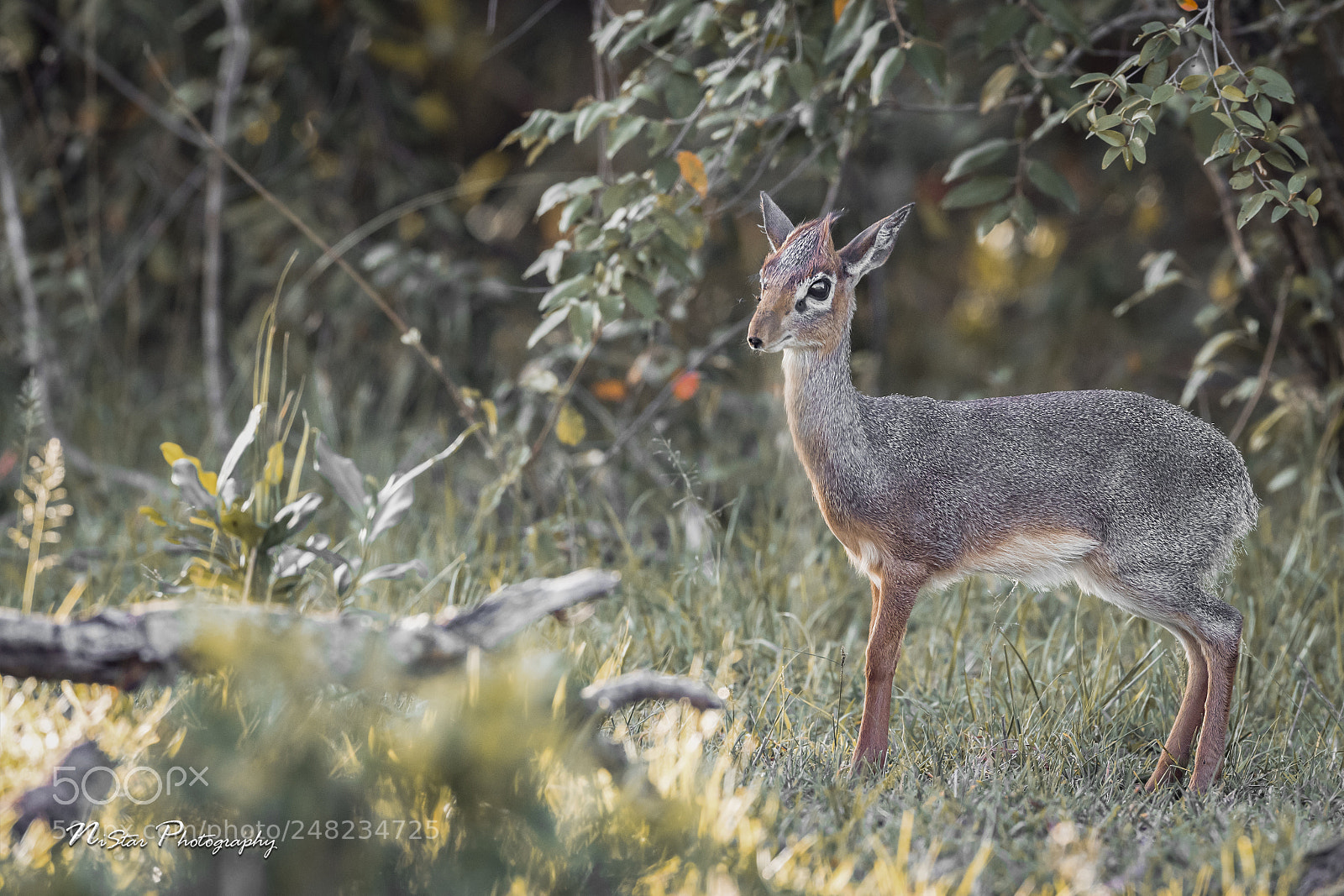 Nikon D5 sample photo. Dik-dik photography