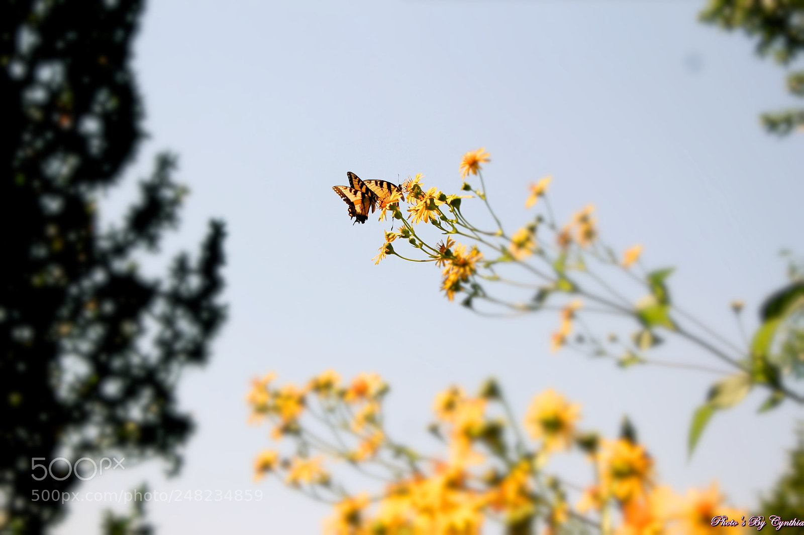 Canon EOS 550D (EOS Rebel T2i / EOS Kiss X4) sample photo. Photo's by cynthia photography