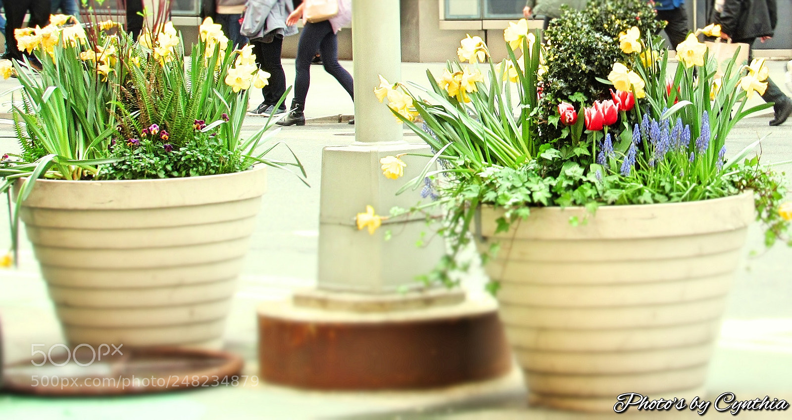 Canon PowerShot SX530 HS sample photo. Photo's by cynthia photography