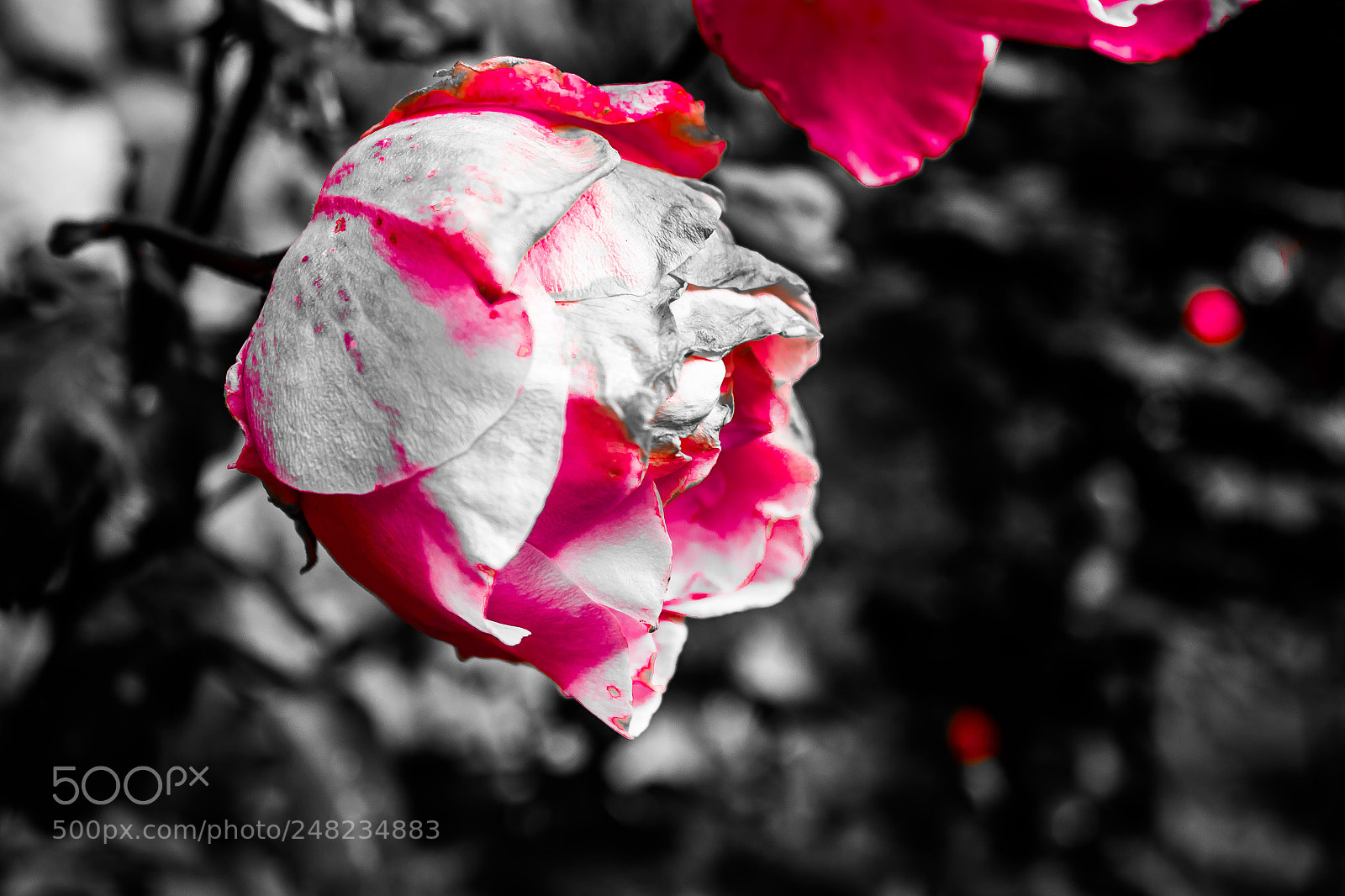 Canon EOS 550D (EOS Rebel T2i / EOS Kiss X4) sample photo. Passion photography