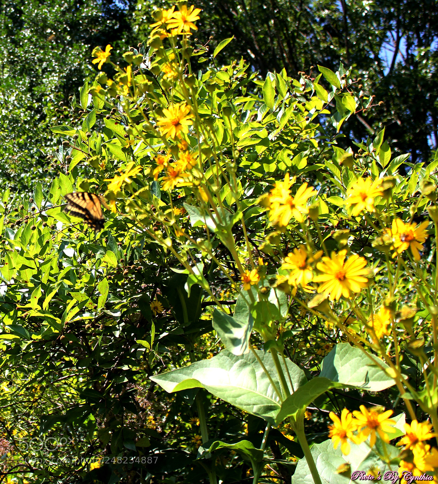 Canon EOS 550D (EOS Rebel T2i / EOS Kiss X4) sample photo. Photo's by cynthia photography