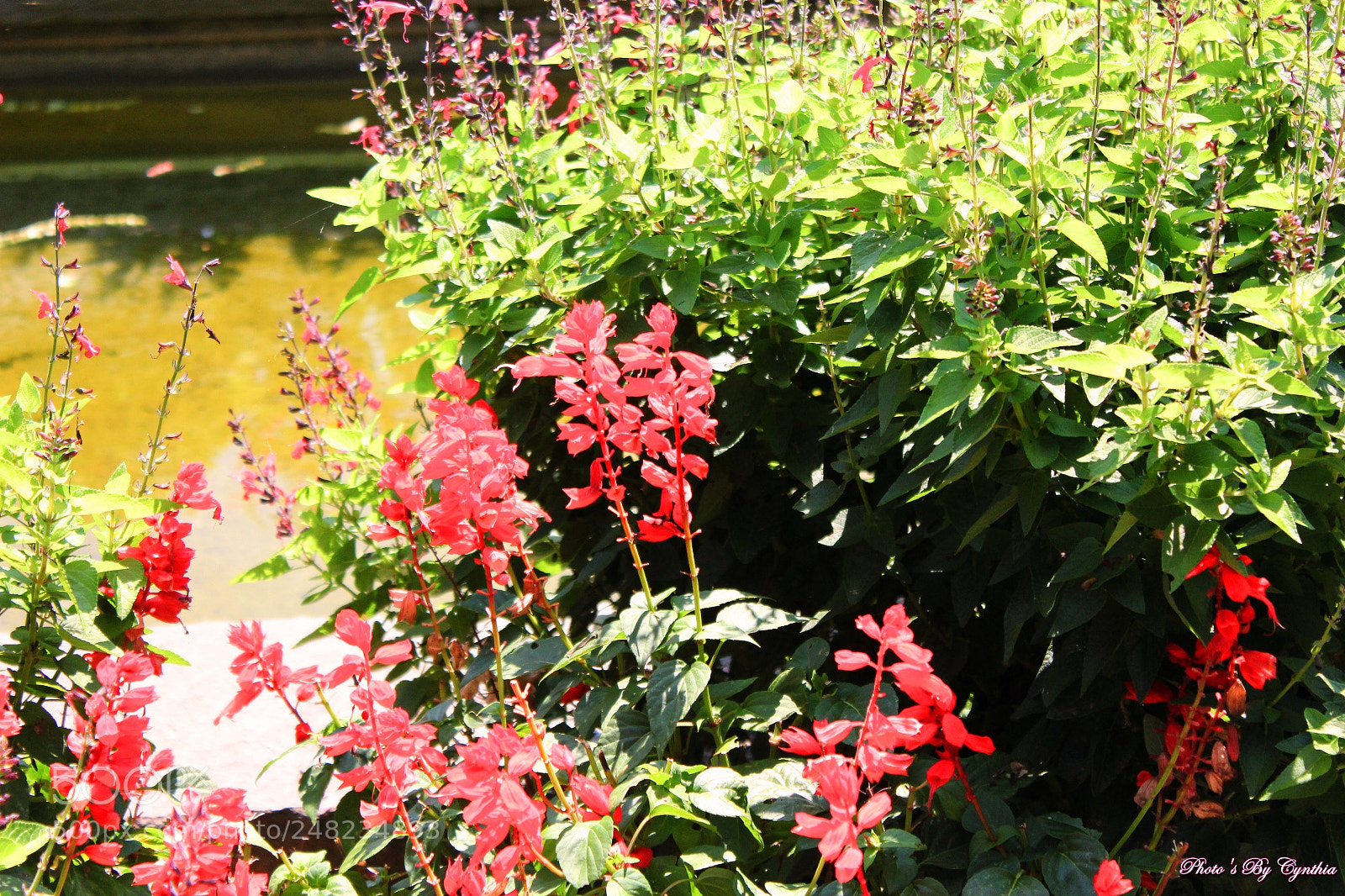 Canon EOS 550D (EOS Rebel T2i / EOS Kiss X4) sample photo. Photo's by cynthia photography