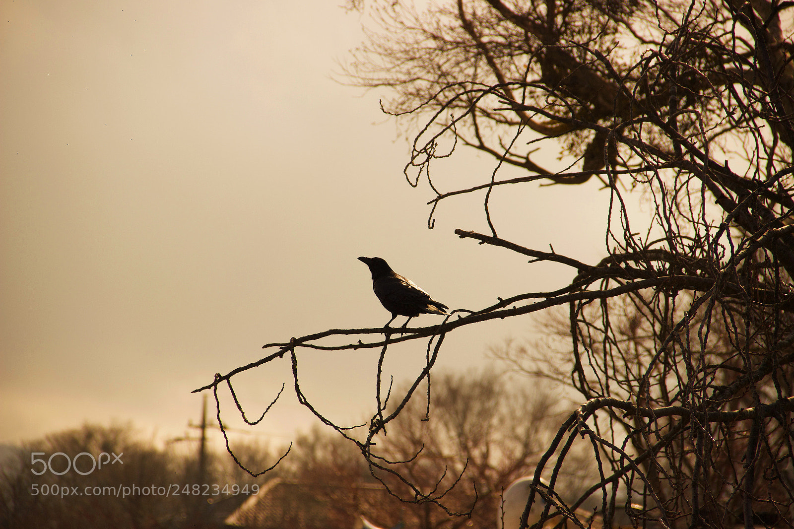 Canon EOS 600D (Rebel EOS T3i / EOS Kiss X5) sample photo. Birdie photography